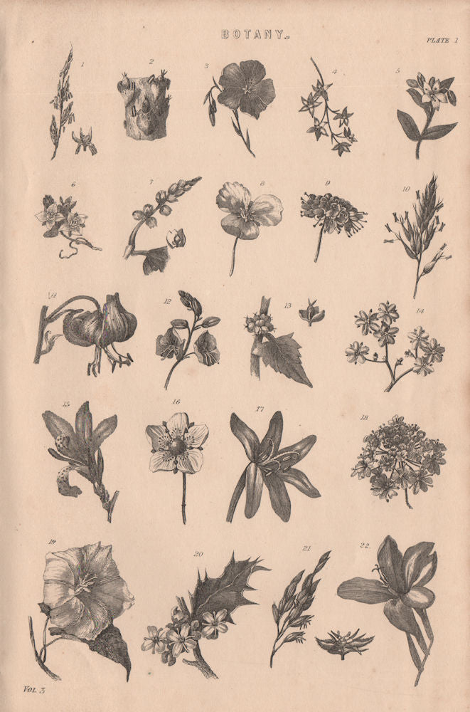 Botany. Types of flower I 1880 old antique vintage print picture